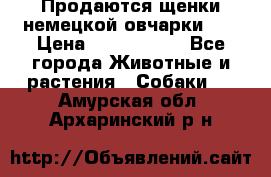 Продаются щенки немецкой овчарки!!! › Цена ­ 6000-8000 - Все города Животные и растения » Собаки   . Амурская обл.,Архаринский р-н